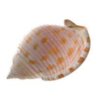 shell 1