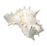 shell 2